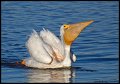 _4SB9089 american white pelican